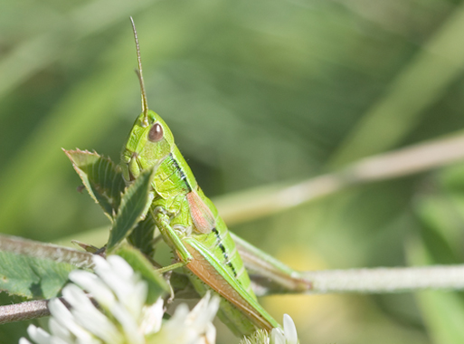 Euthystira brachyptera